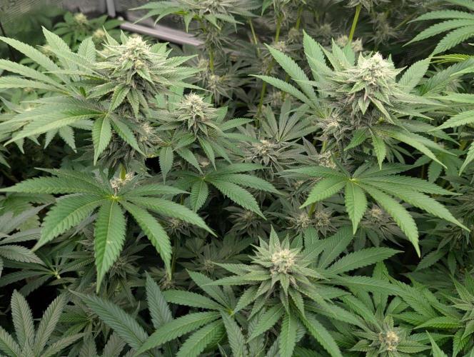 Shake Back - Compound Genetics. Week 9