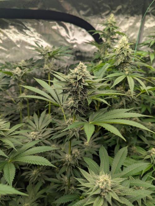 Shake Back - Compound Genetics. Week 9