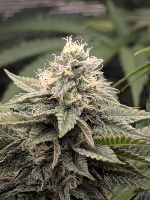 Shake Back - Compound Genetics. Week 9