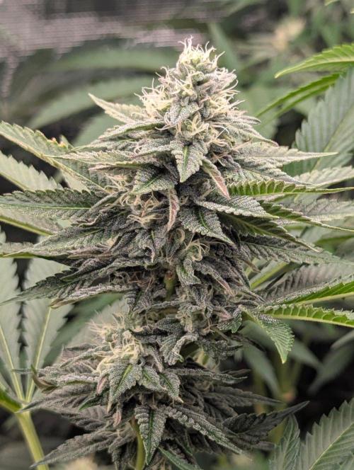 Shake Back - Compound Genetics. Week 9