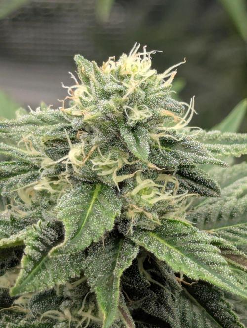 Shake Back - Compound Genetics. Week 9