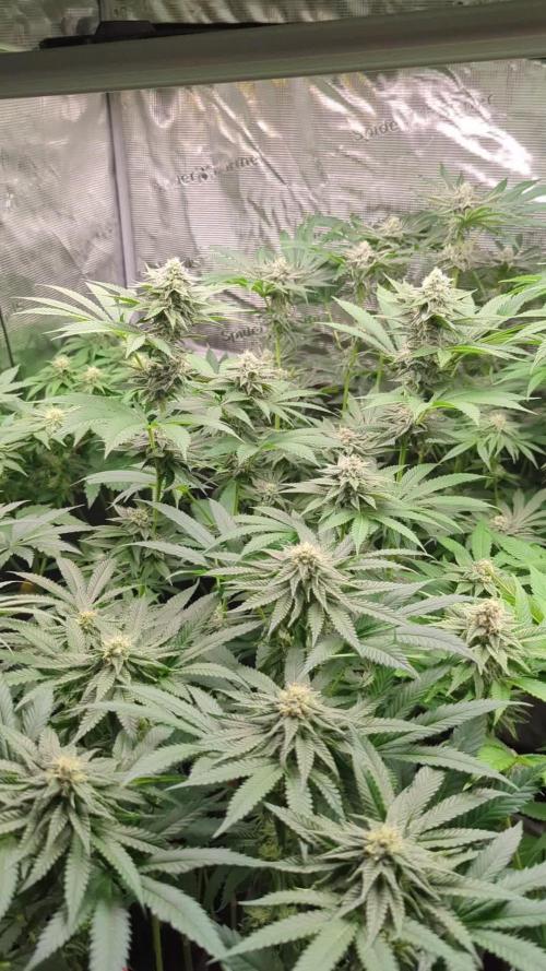 Shake Back - Compound Genetics