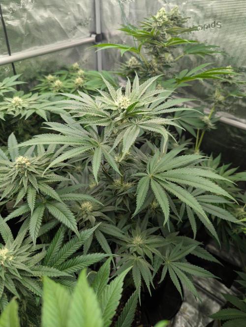 Bubblegum Gelato - Barney's Farm. Week 7
