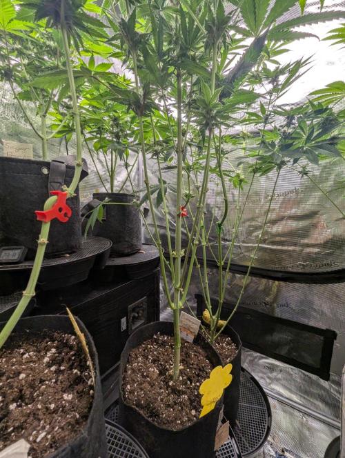Bubblegum Gelato - Barney's Farm. Week 7