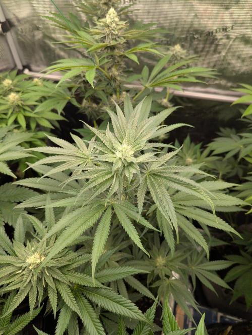 Bubblegum Gelato - Barney's Farm. Week 7