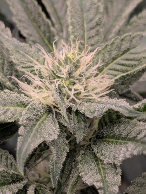 Bubblegum Gelato - Barney's Farm. Week 7