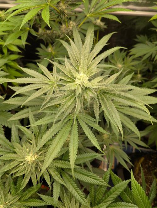 Bubblegum Gelato - Barney's Farm. Week 7