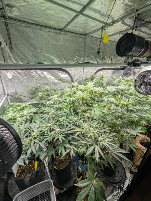 Bubblegum Gelato - Barney's Farm. Week 7