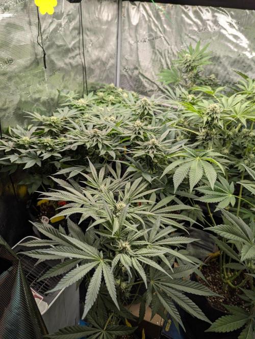 Bubblegum Gelato - Barney's Farm. Week 7