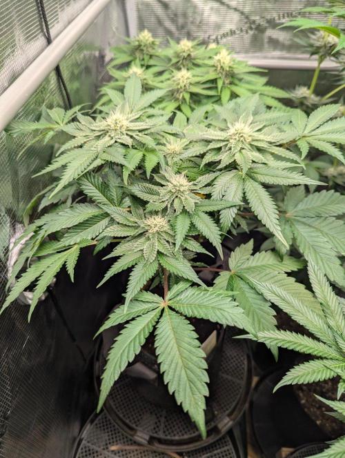 Sugar Rock - Silent Seeds. Week 7