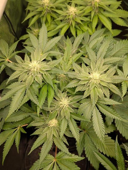 Sugar Rock - Silent Seeds. Week 7