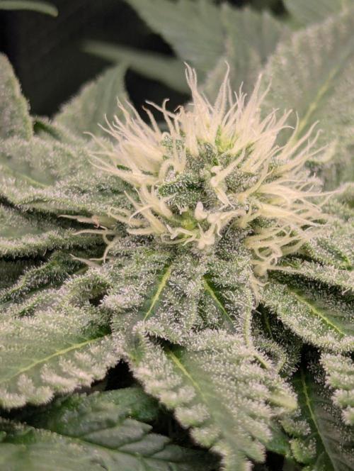 Sugar Rock - Silent Seeds. Week 7
