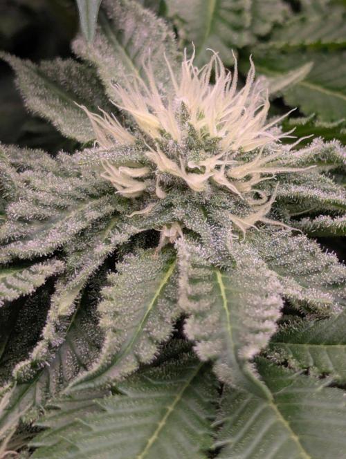 Sugar Rock - Silent Seeds. Week 7
