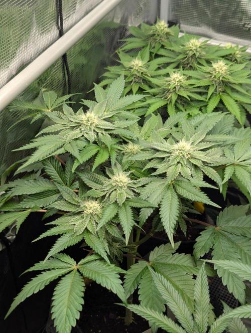 Sugar Rock - Silent Seeds. Week 7
