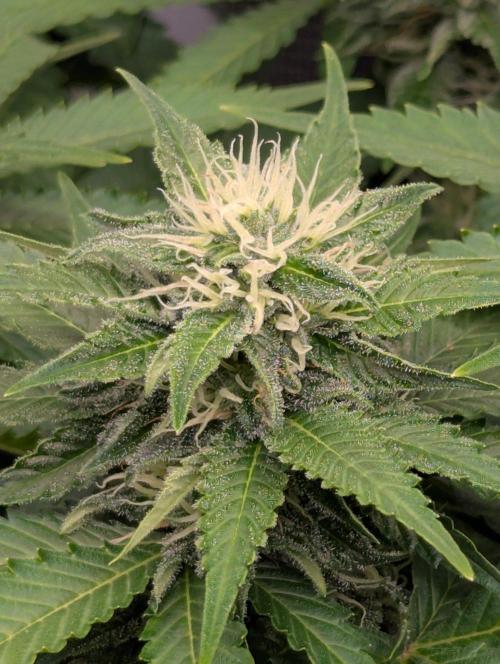 Girl Scout Cookies - Kannabia. Week 8