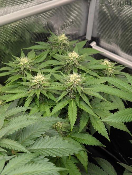 Girl Scout Cookies - Kannabia. Week 8