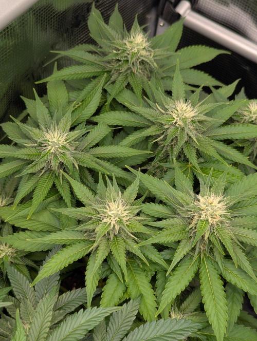 Girl Scout Cookies - Kannabia. Week 8