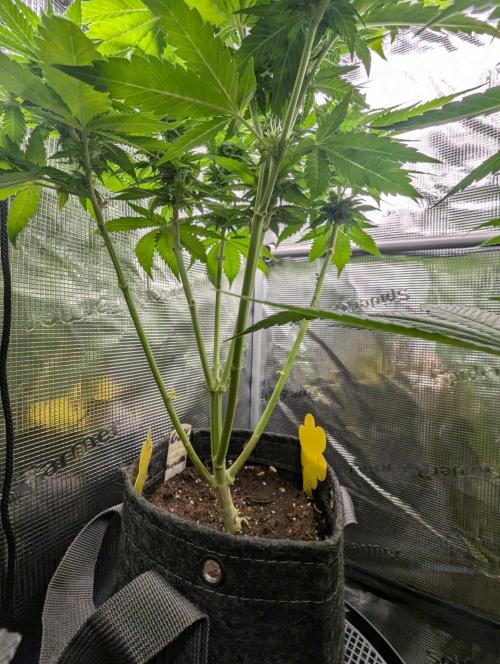 Girl Scout Cookies - Kannabia. Week 8