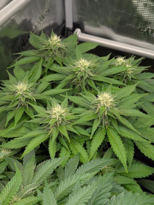 Girl Scout Cookies - Kannabia. Week 8