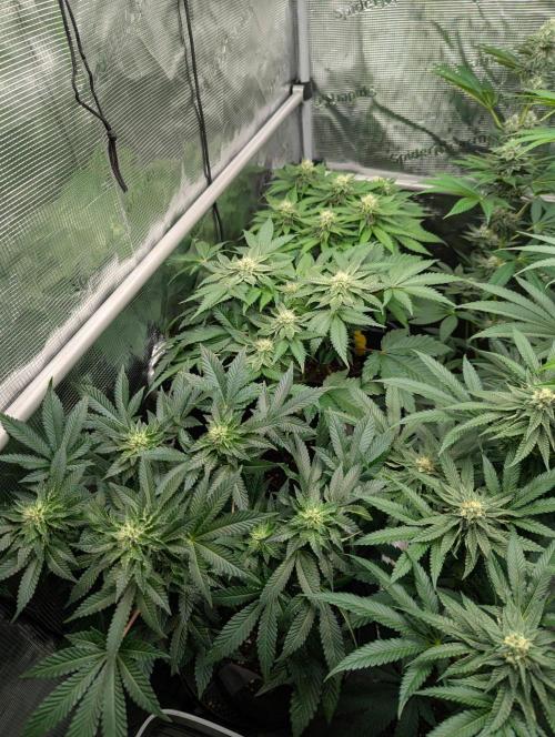 Girl Scout Cookies - Kannabia. Week 8