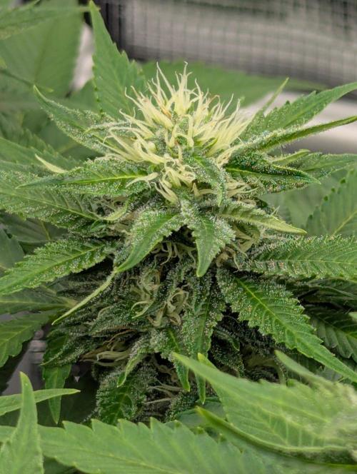 Girl Scout Cookies - Kannabia. Week 8