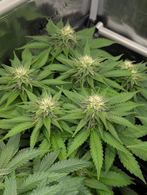 Girl Scout Cookies - Kannabia. Week 8