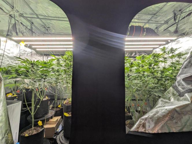 Girl Scout Cookies - Kannabia. Week 8