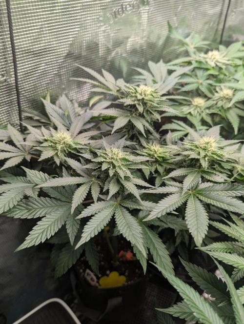 Privileged Baddie - Anesia Seeds. Week 8