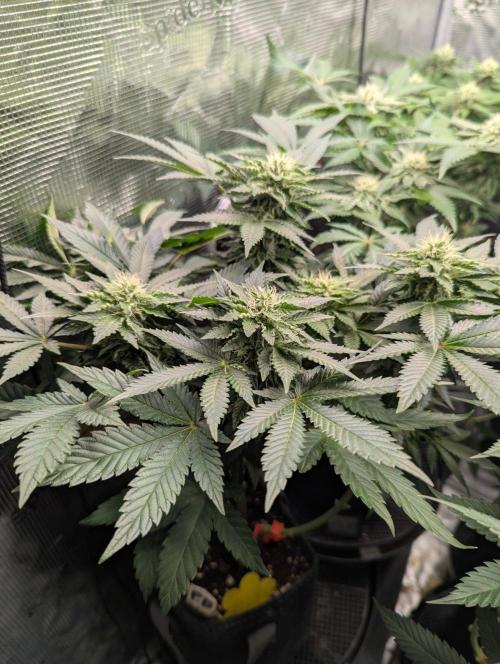 Privileged Baddie - Anesia Seeds. Week 8