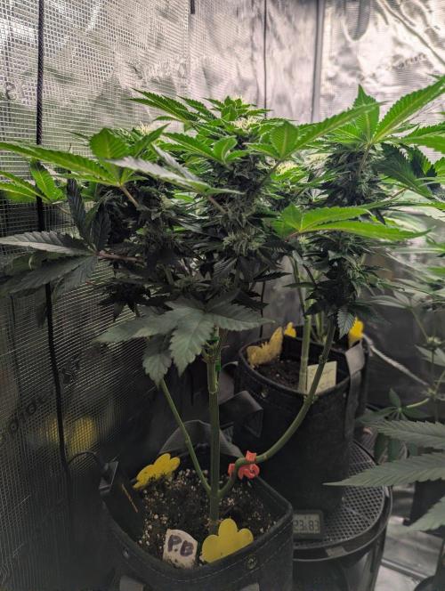Privileged Baddie - Anesia Seeds. Week 8