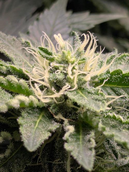 Privileged Baddie - Anesia Seeds. Week 8