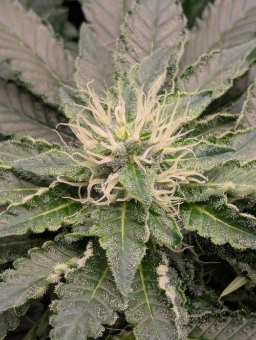 Privileged Baddie - Anesia Seeds. Week 8