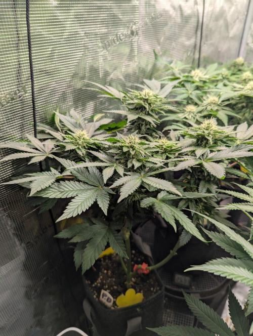 Privileged Baddie - Anesia Seeds. Week 8
