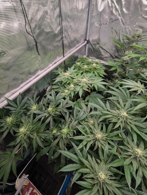 Privileged Baddie - Anesia Seeds. Week 8