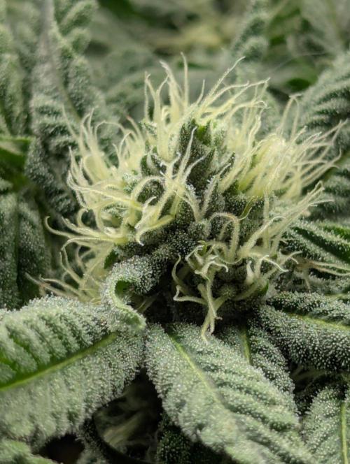 Wild Burst - Seed Junky. Week 7