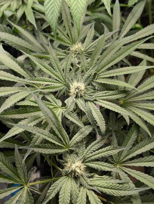 Wild Burst - Seed Junky. Week 7