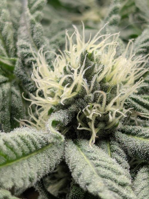 Wild Burst - Seed Junky. Week 7
