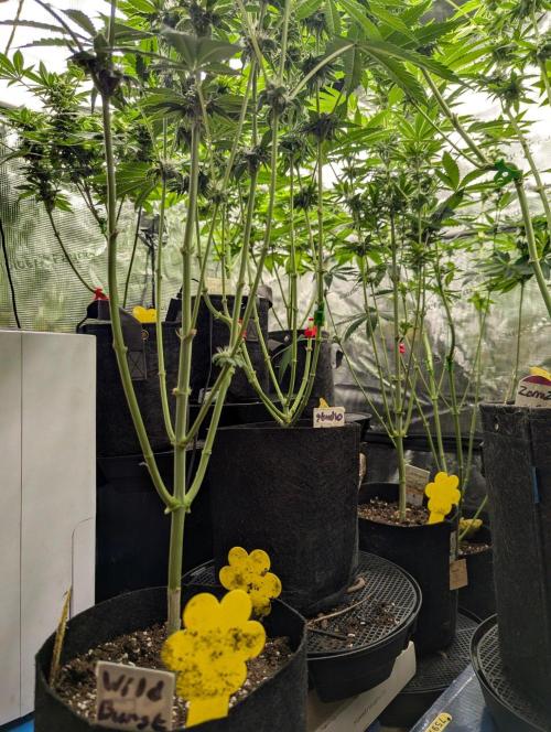 Wild Burst. Week 7