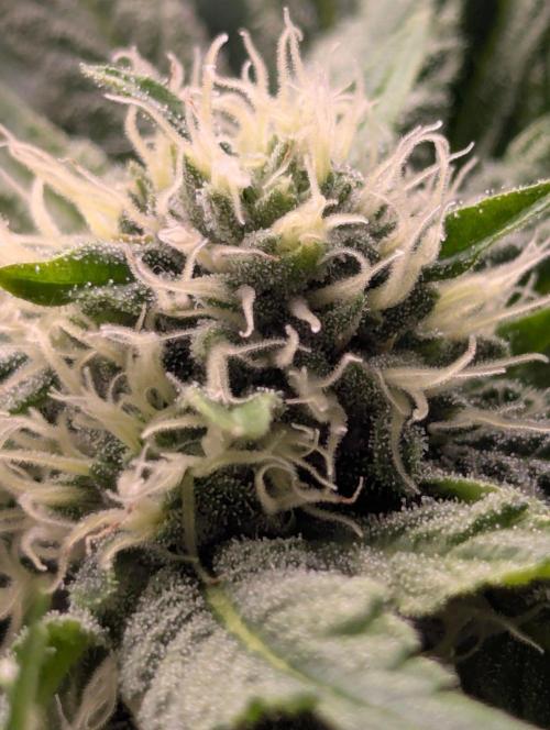Permanent Marker - Seed Junky. Week 7