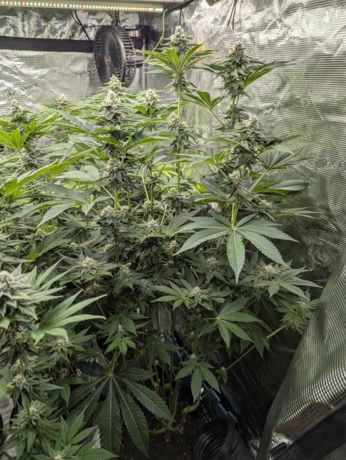 Lemonessence - Doja. Week 10