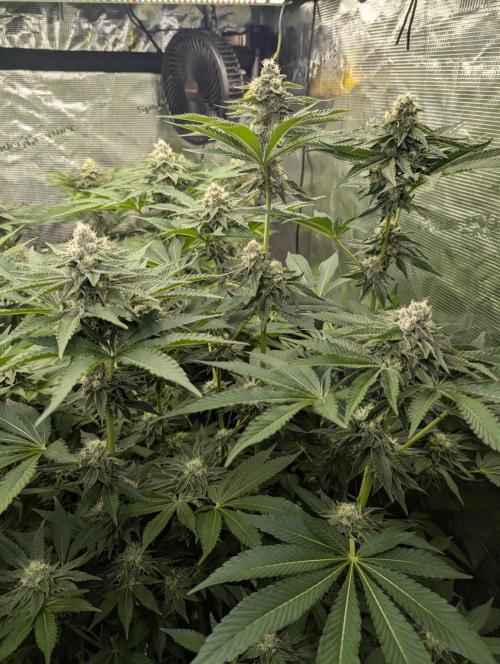 Lemonessence - Doja. Week 10
