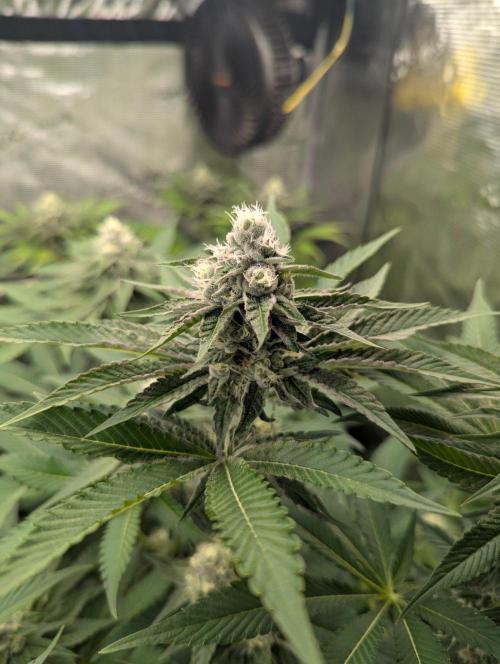 Lemonessence - Doja. Week 10