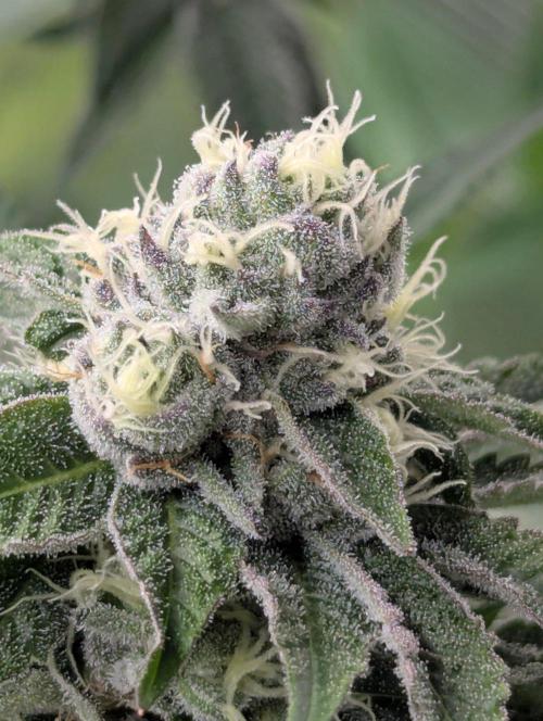Lemonessence - Doja. Week 10
