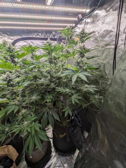Lemonessence - Doja. Week 10