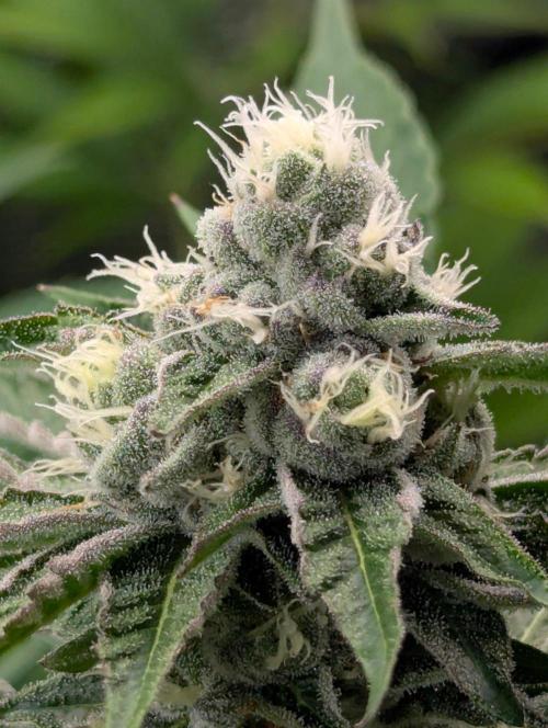 Lemonessence - Doja. Week 10