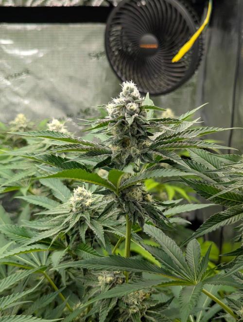 Lemonessence - Doja. Week 10