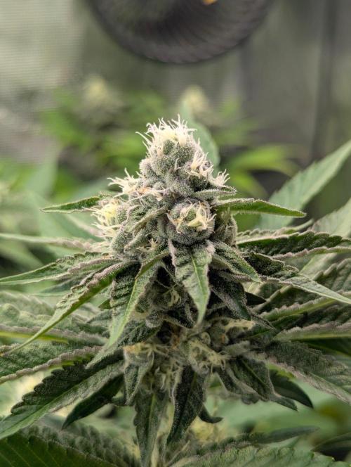 Lemonessence - Doja. Week 10