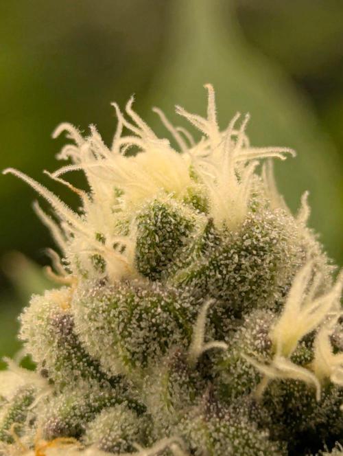 Lemonessence - Doja. Week 10