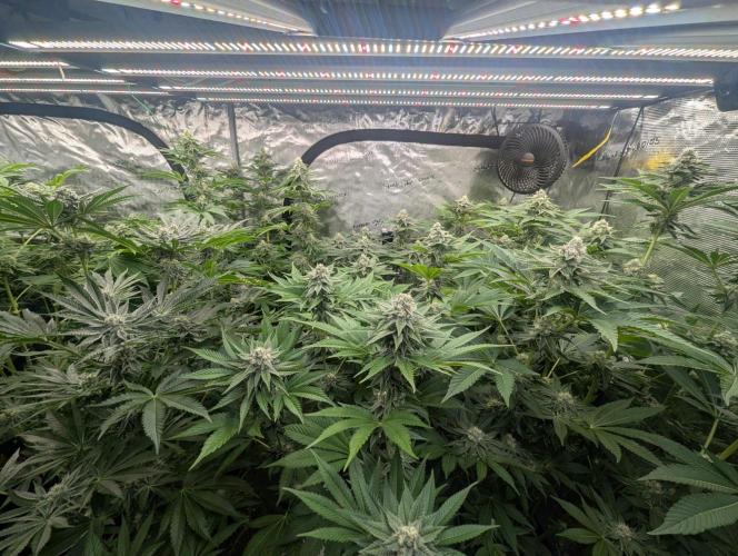 Lemonessence - Doja. Week 10