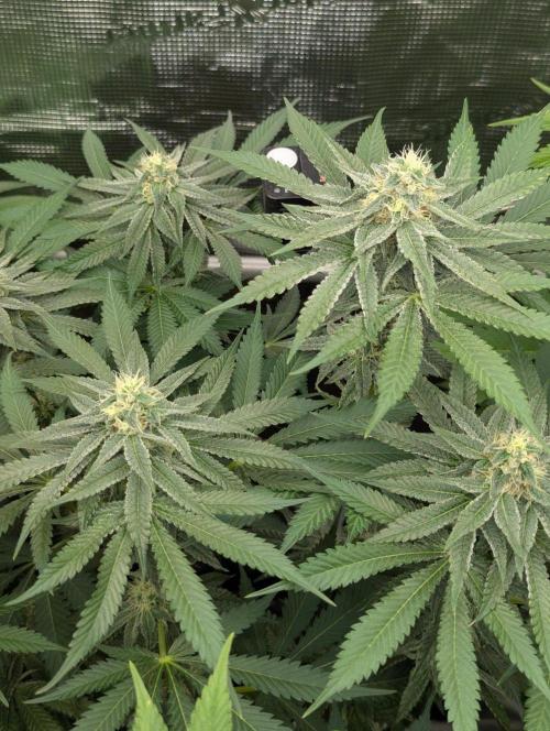 Black Beretta - Cipher Genetics. Week 10